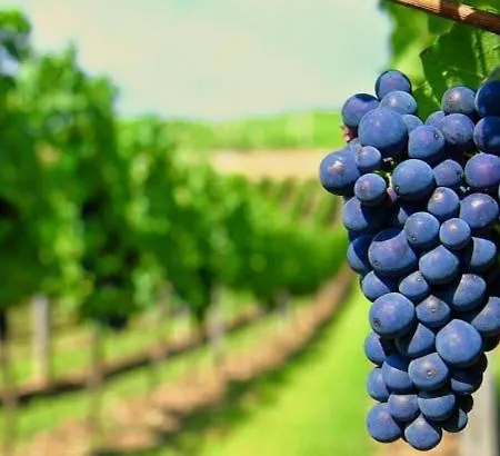 Ardetxal Antiguo Molino Del Siglo Xvi En Plena Naturaleza Entre Vinedos Prázdninový dům