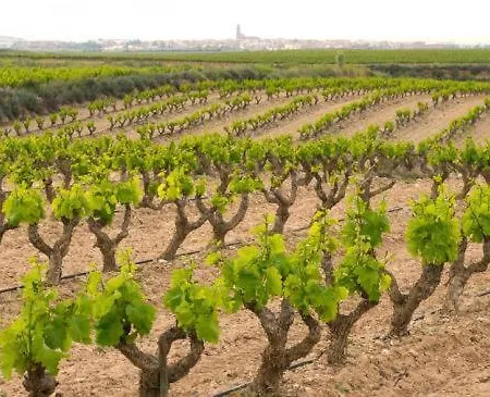 Ardetxal Antiguo Molino Del Siglo Xvi En Plena Naturaleza Entre Vinedos