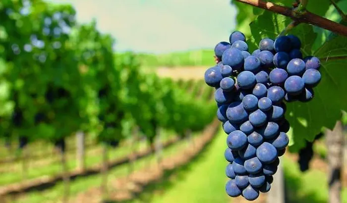 Ardetxal A 16km De Logrono Y Laguardia Дом отдыха